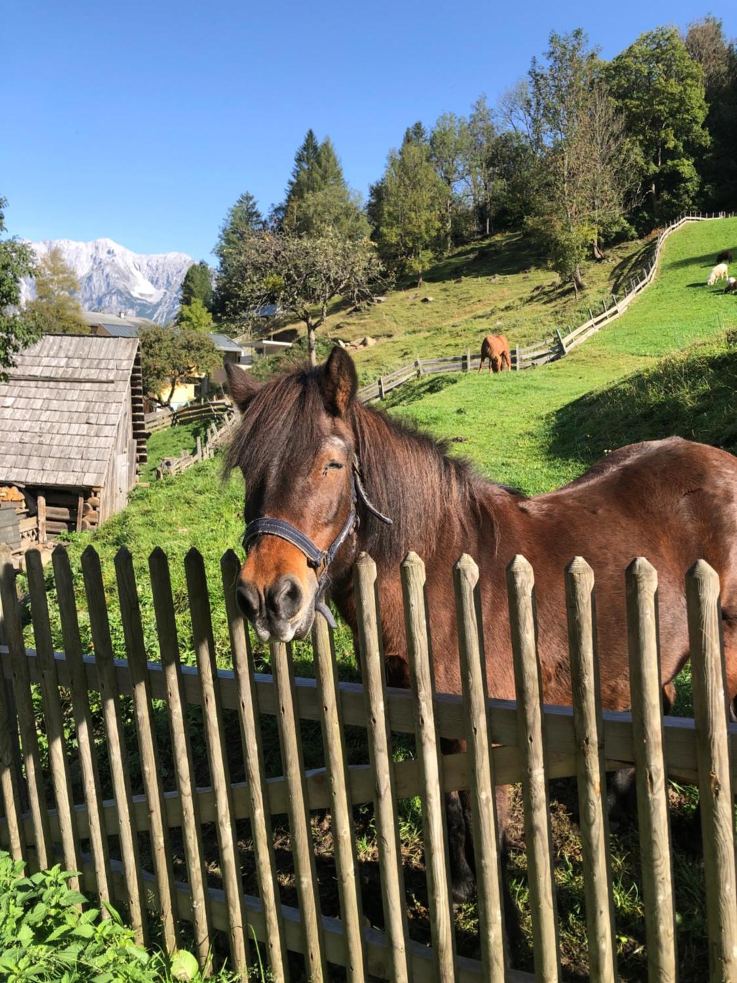 Auerhof Villa Schladming Exteriör bild